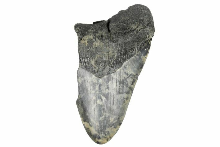 Partial, Fossil Megalodon Tooth - South Carolina #172216